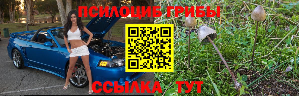 Псилоцибиновые грибы Psilocybine cubensis  Вход с VPN  Тара 