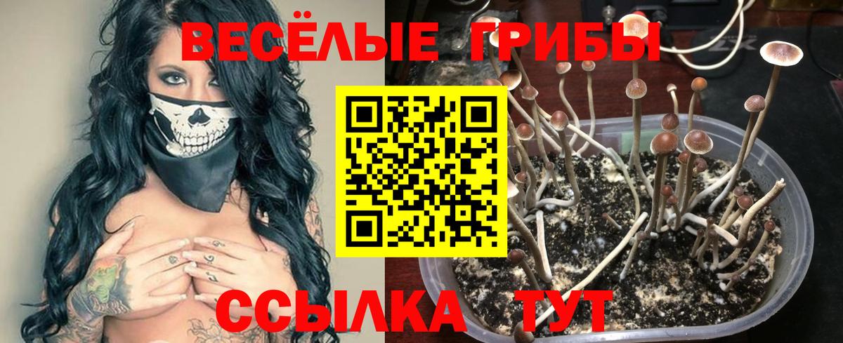 Псилоцибиновые грибы прущие грибы Тара